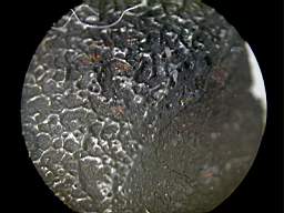 Murchison 02220013.jpg